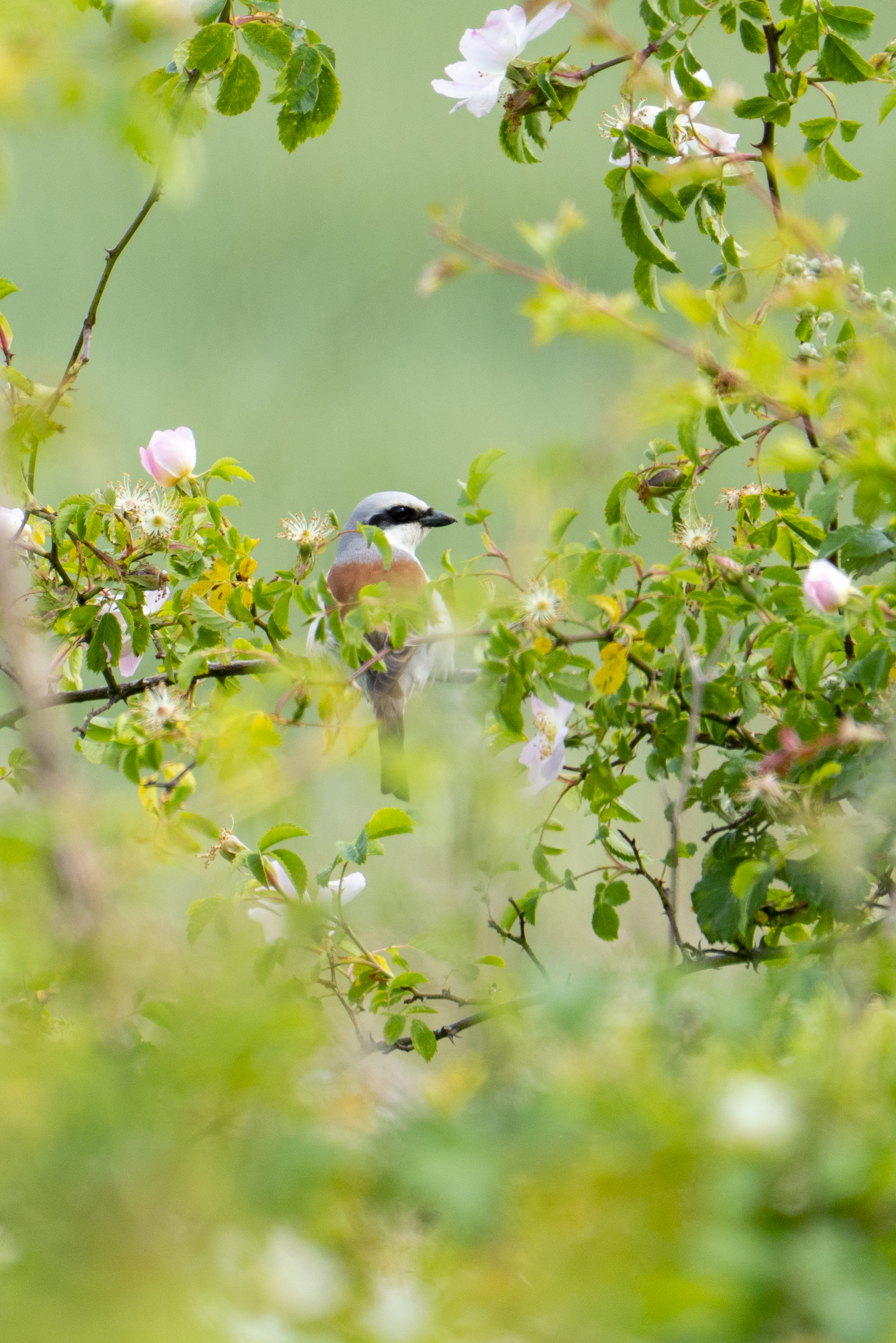 A red-backed shrike perches amidst green leaves and white-pink flowers.