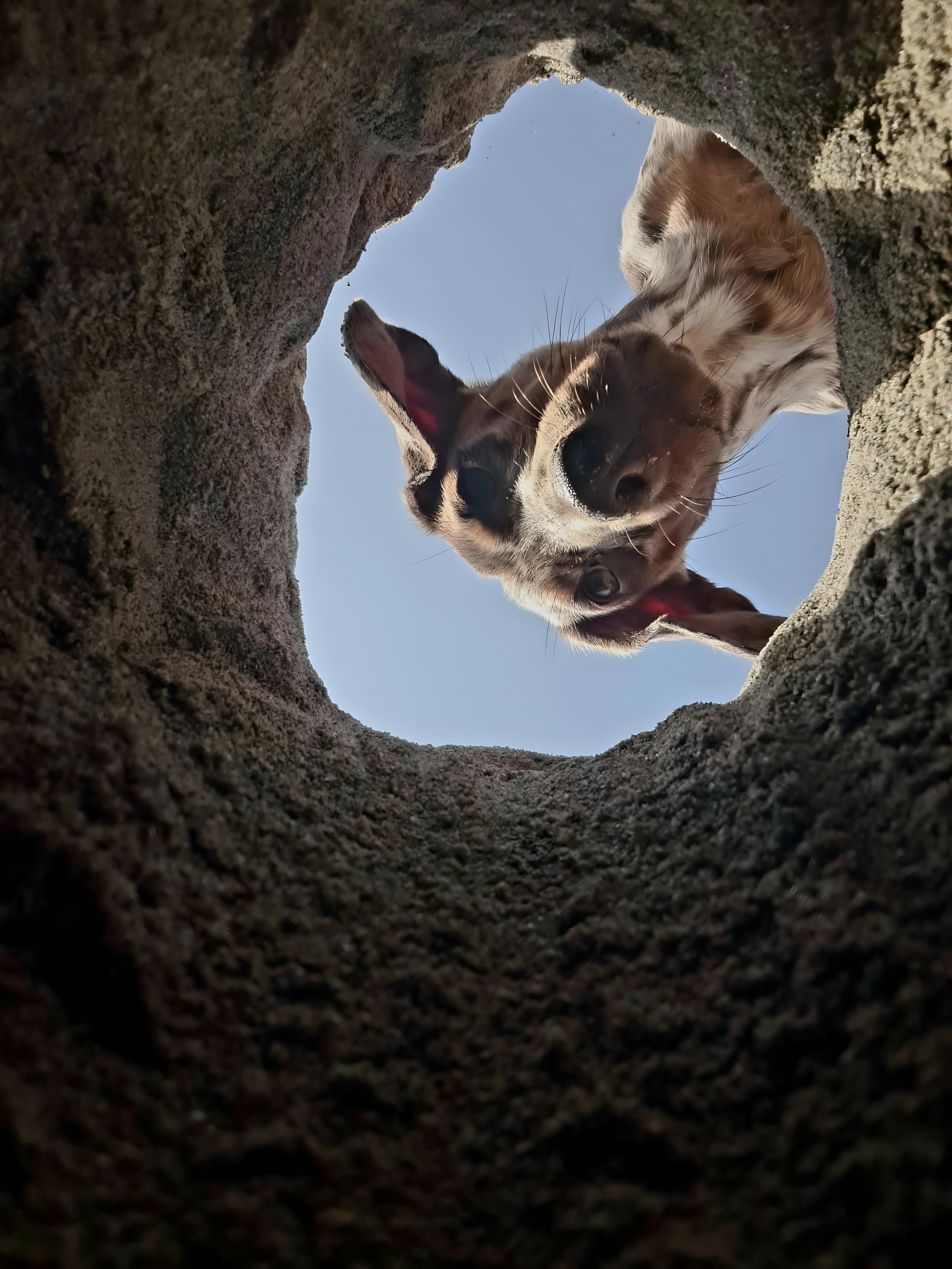 A dog looking down into a hole in the sand.