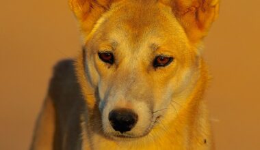 Demands for dingo protection - ABC listen
