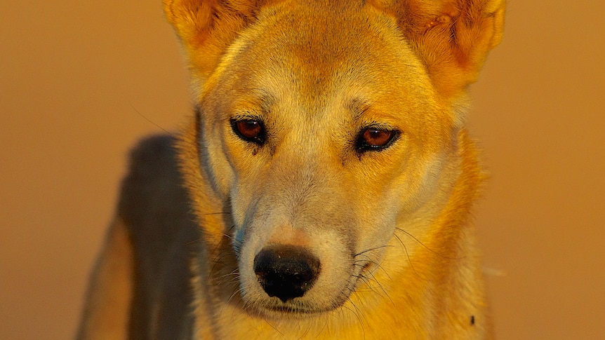 Demands for dingo protection - ABC listen