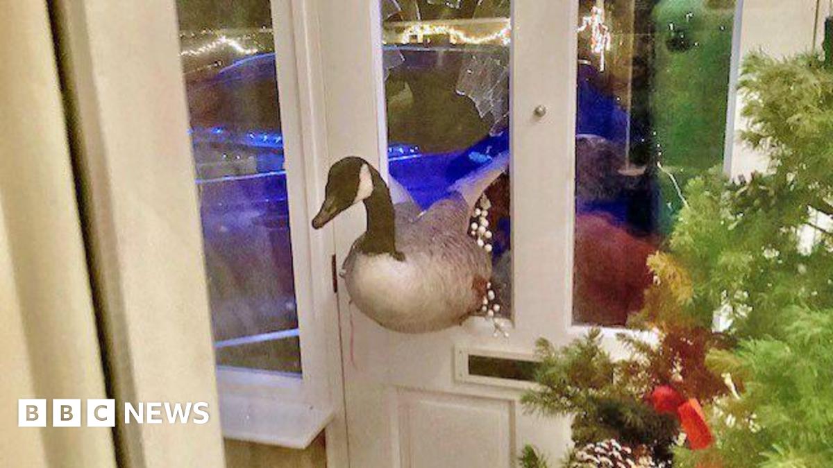 A stunned goose wedged in the glass window of a front door
