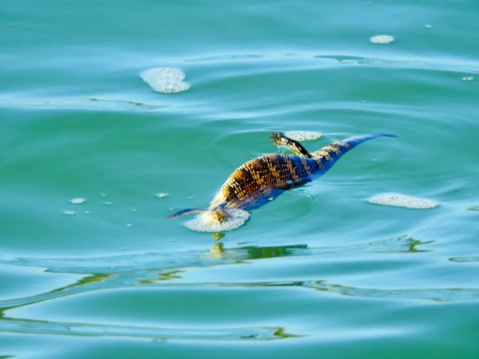 A blue-tongued lizard swiming on an angle in the Gippsland Lakes off Lakes Entrance.