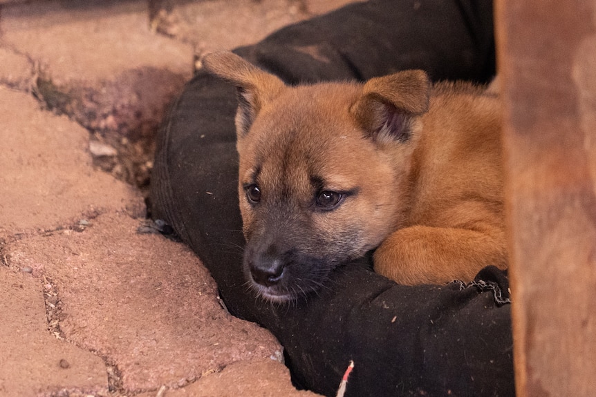 Tan coloured puppy with a black muzzle.