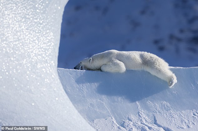 Polar bear in Canada