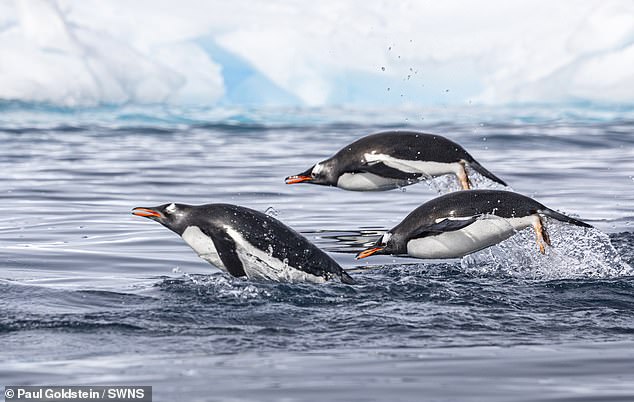 Penguins in Antarctica