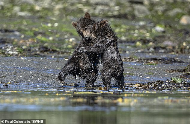 Bear cubs in Alaska