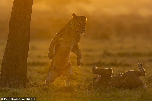 Lions in Kenya
