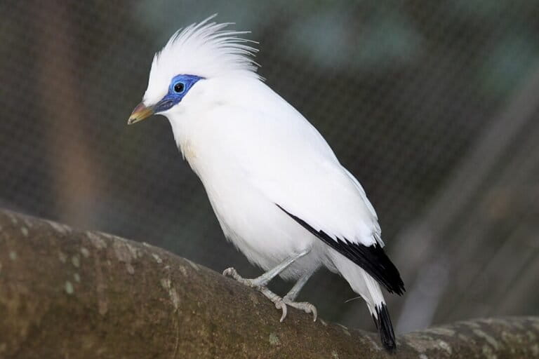 A Bali starling. Image by Woldere via Wikimedia Commons (CC BY-SA 4.0)