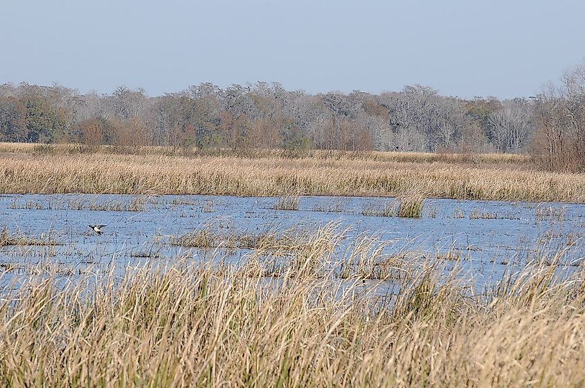 Savannah National Wildlife Refuge