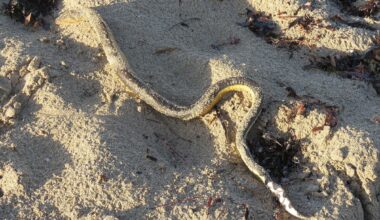 Sea snakes keep washing up on Australia’s shores and scientists are unsure why