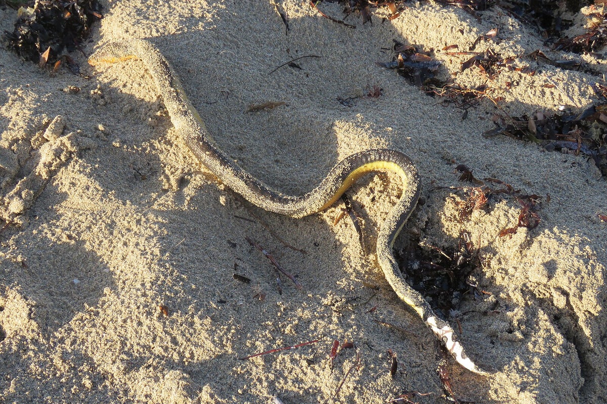 Sea snakes keep washing up on Australia’s shores and scientists are unsure why