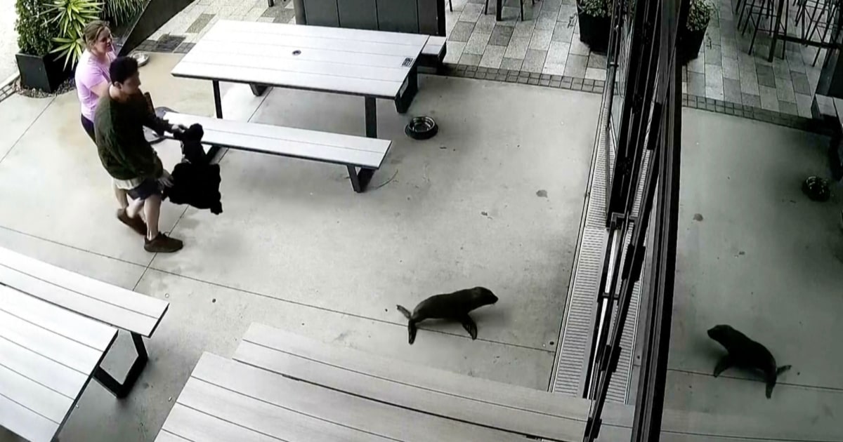 Baby seal caught on video in New Zealand bar