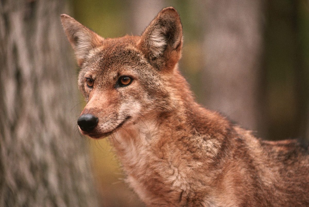 "Their eerie howling from a wintery mountainside will still bring a shiver to the spine" – 10 biggest wild dogs on the planet