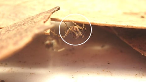 150 million years old and critically endangered: assassin spider stalks its prey – video