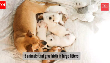 5 animals that give birth in large litters​