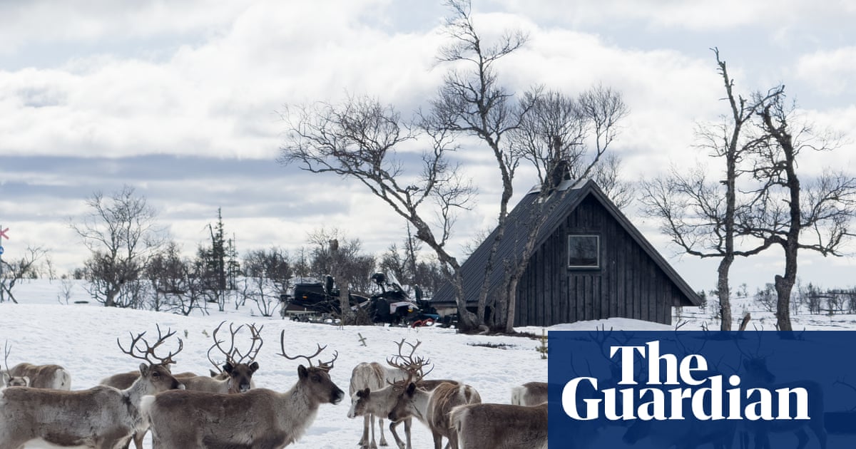 Where the real Rudolph lives: reindeer herding with the Sami people in Sweden’s wild west | Wildlife holidays