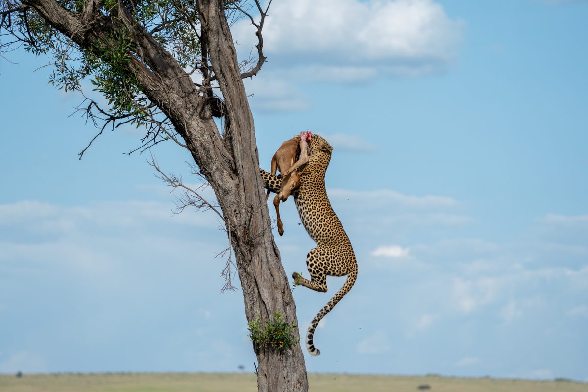 A leopard carries her kill, a topi, up a tree after hunting at the Maasai Mara National Reserve on October 14, 2023 in Kenya, Africa.