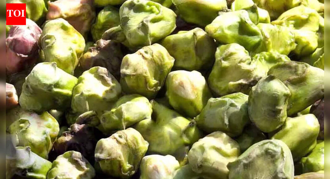 5 hidden benefits of eating water chestnut in winters: Benefits for immunity, digestion and heart |