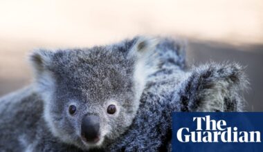 NSW koala numbers higher than previously thought, but new data may not show true picture | New South Wales