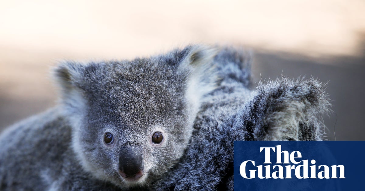 NSW koala numbers higher than previously thought, but new data may not show true picture | New South Wales