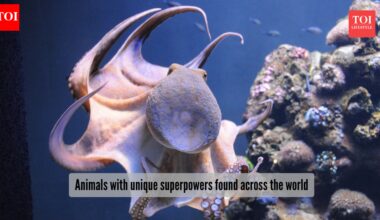 ​5 animals that have unique superpowers like none other in the world​