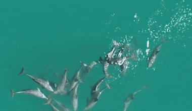 The ‘surprising’ discovery about dolphin friendship