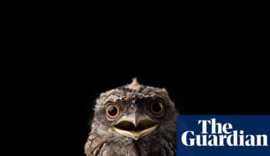 Common household rat poisons found to pose unacceptable risk to wildlife as animal advocates push for ban | Pesticides