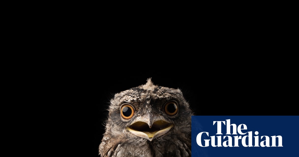 Common household rat poisons found to pose unacceptable risk to wildlife as animal advocates push for ban | Pesticides