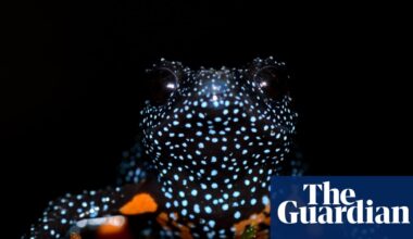 ‘Magical’ galaxy frogs disappear after reports of photographers destroying their habitats | Amphibians