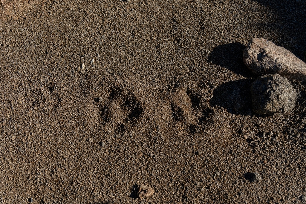 Puma tracks in the sand in Patagonia, Chile.