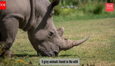 5 animals that are grey in colour​