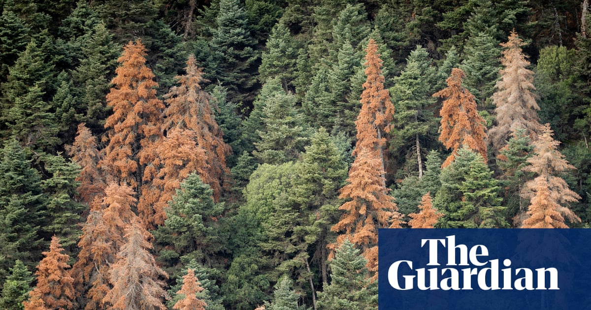 They survived wildfires. But something else is killing Greece’s iconic fir forests | Trees and forests