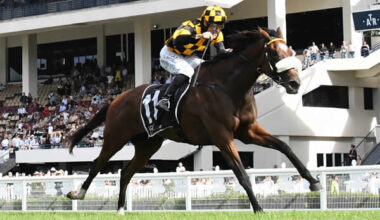 Gr.1 Cambridge Stud Zabeel Classic (2000m) contender Jaarffi heads a strong Boxing Day team for Lance Noble and Cambridge Stud. Photo: Race Images NZ