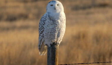 Snowy owls return to Prairies for winter with new status as threatened species