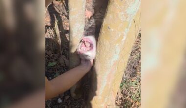 Rescuer Drops To The Ground After Finding Someone Wedged Between Trees