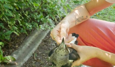 RSPCA investigates spate of bird deaths in Inala