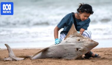 Charles Darwin University researchers leading the way in fight to protect globally threatened rays