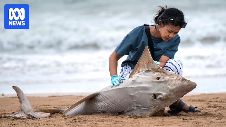Charles Darwin University researchers leading the way in fight to protect globally threatened rays
