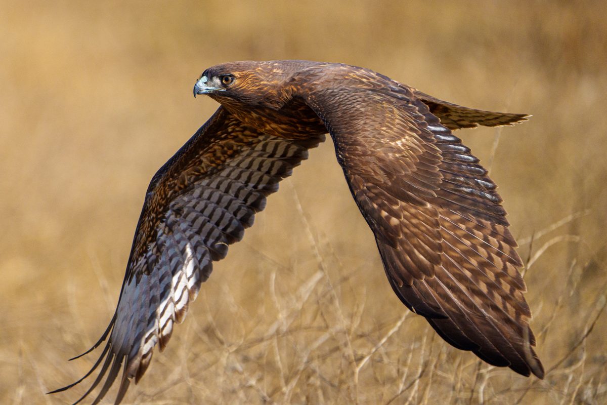 10 fastest birds of prey in the world – able to reach speeds of almost 200 MPH, these deadly aerial predators strike in a blink of an eye