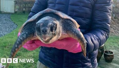 Giant Loggerhead turtle found alive on Solway Coast beach