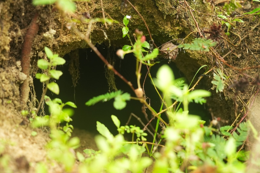A hole under the root of a big tree, partly hidden by foliage.