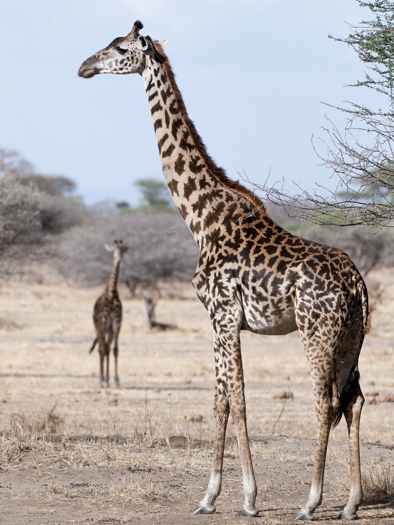 A female Masai giraffe in Africa.