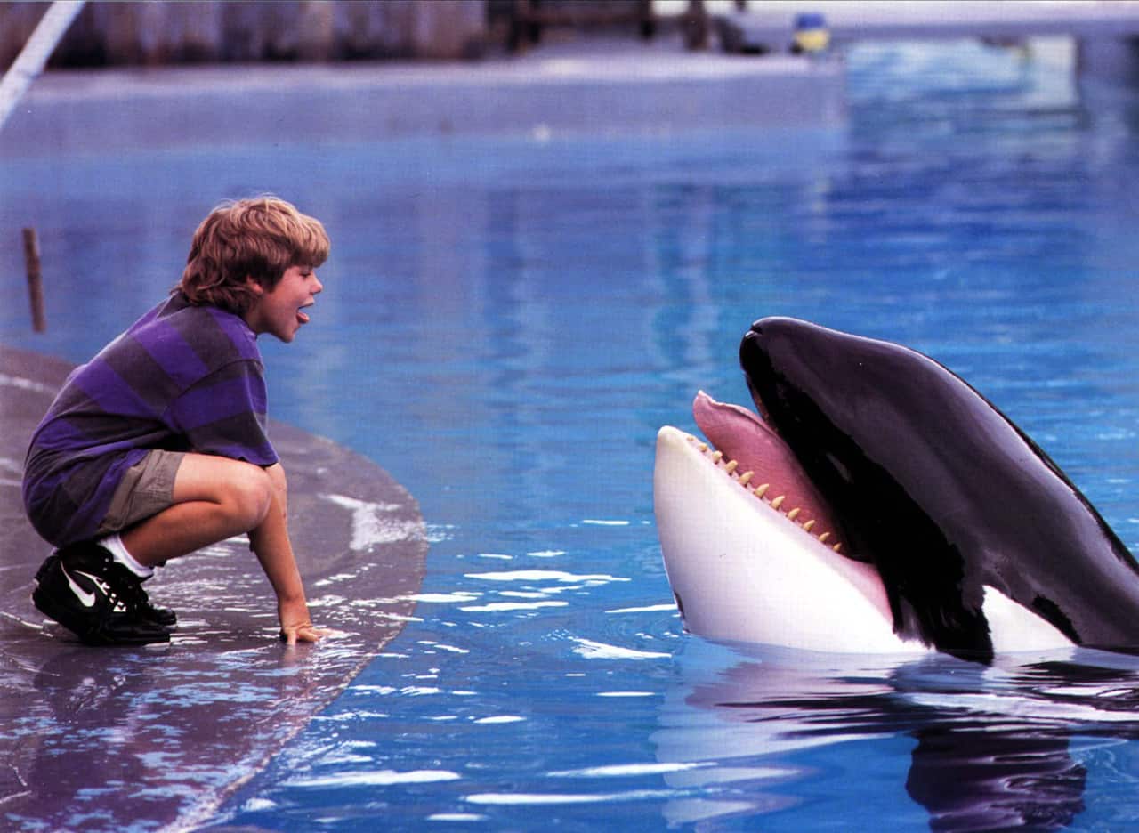 A screengrab from the film Free Willy, which shows a yound boy crouching by an orca in a pool. They are both  poking out their tongues. 