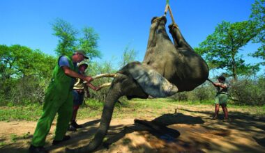 Tranquilized elephants being loaded by crane &amp; capture team (Loxodonta africana) Elephants darted from helicopter to be relocated. Zimbabwe