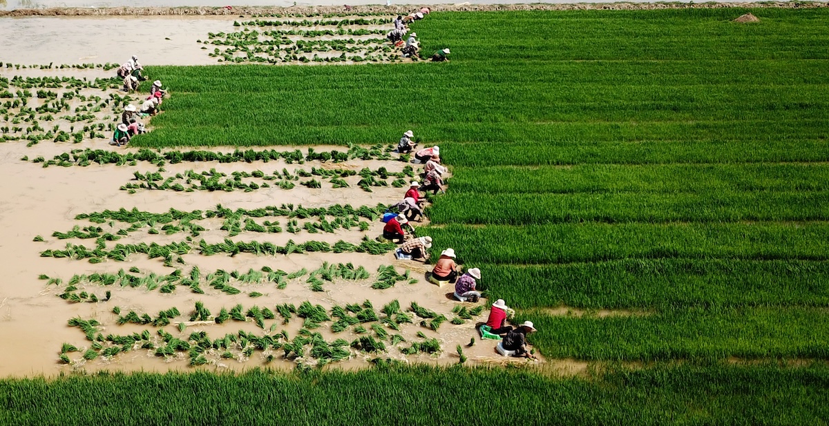 Verra used junk carbon credits to fix Shell's offsetting scandal