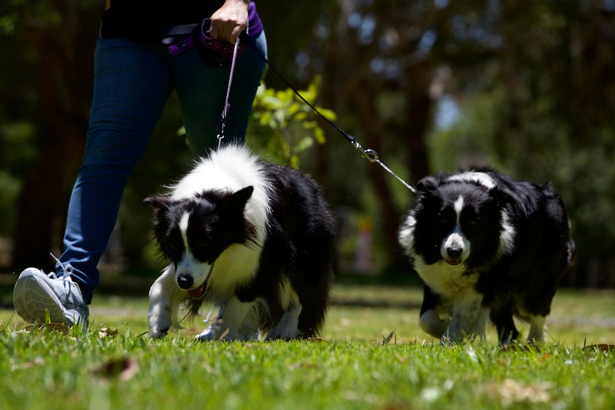 two black and white border collie dogs are walking on leashes through a grassy area