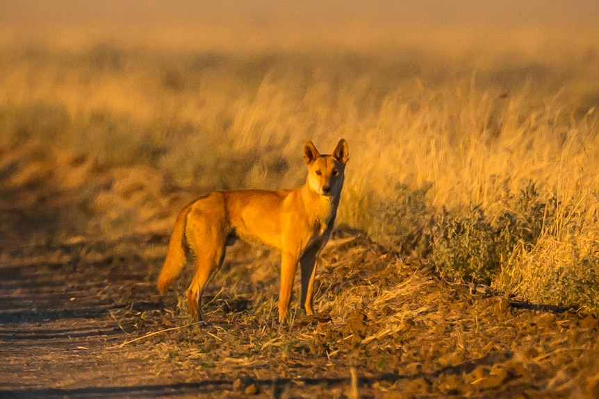 A sandy coloured dingo in outback Queensland.