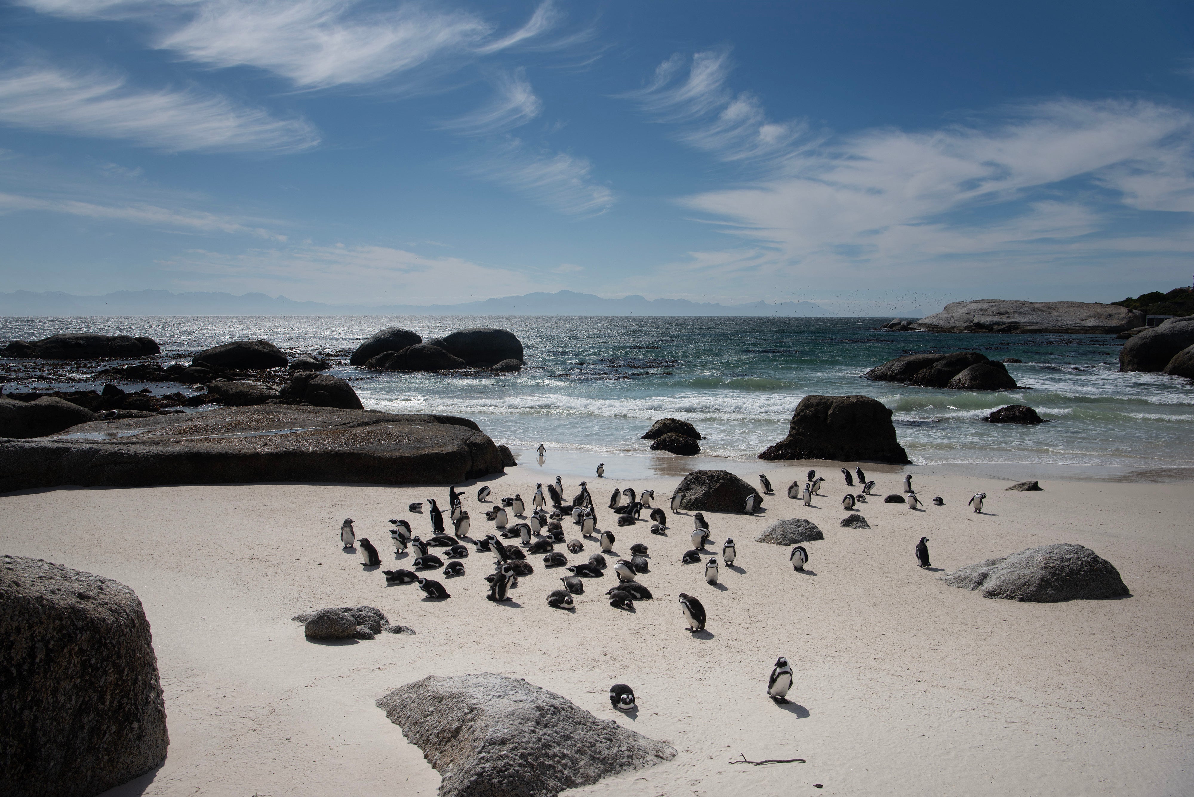 African Penguins rest on the beach at the Boulders penguin colony, which is a popular tourist destination, in Simon’s Town near Cape Town