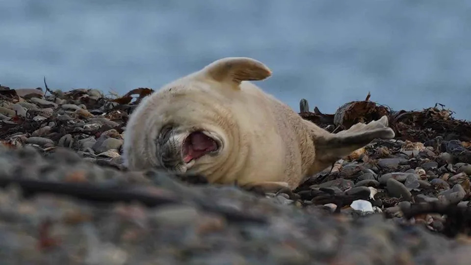 A grey seal pup. The pup is fluffy and white and is leaning over on its back and is yawning. It rests on blue, grey and dark-coloured cobbled stones and black seaweed.