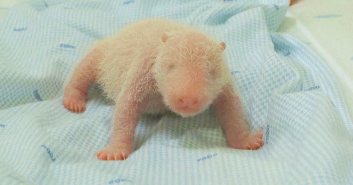 The first giant panda cub born in Indonesia squeals and squirms in park video